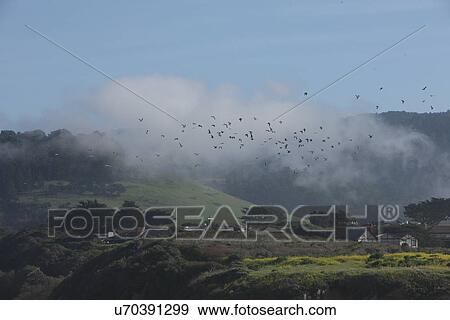 Birds flying over a village View Large Photo Image Stock Photo - Birds flying over a village . Fotosearch
