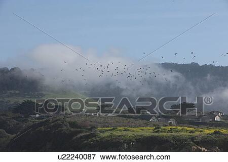 Birds flying over village View Large Photo Image Stock Photo - Birds flying over village. Fotosearch