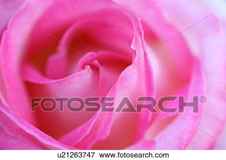 Stock Photo - Bright pink rose. Fotosearch