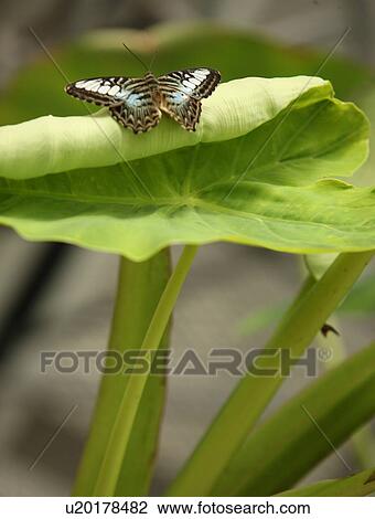 Stock Image - Butterfly on large leaf. Fotosearch