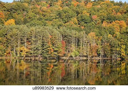 Stock Photo - Colorful woods along a shore . Fotosearch
