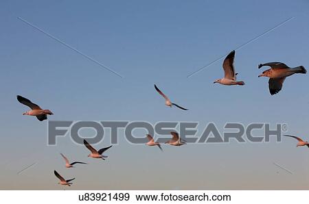 Flying birds View Large Photo Image Stock Photo - Flying birds. Fotosearch