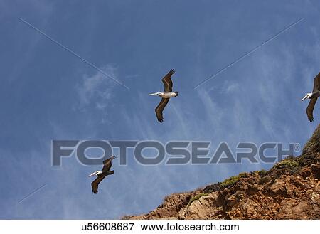 Flying pelicans View Large Photo Image Stock Photo - Flying pelicans . Fotosearch