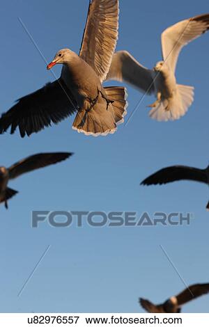 Flying seagulls View Large Photo Image Stock Photo - Flying seagulls . Fotosearch
