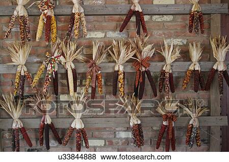 Stock Photo - Indian corn . Fotosearch