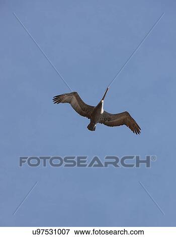 Low angle view of a pelican View Large Photo Image Stock Photo - Low angle view of a pelican . Fotosearch