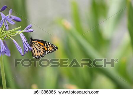 Stock Photography - Monarch butterfly . Fotosearch