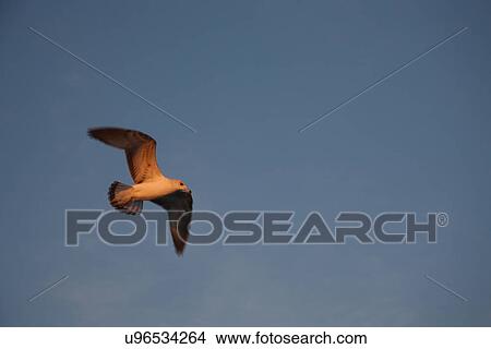 Picture - One bird. Fotosearch
