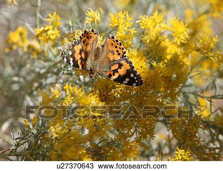 Stock Image - Orange and black butterfly . Fotosearch