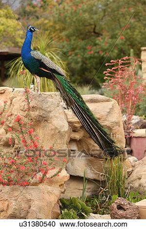 Stock Image - Peacock standing on a rock. Fotosearch
