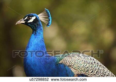 Peacock View Large Photo Image Stock Image - Peacock . Fotosearch