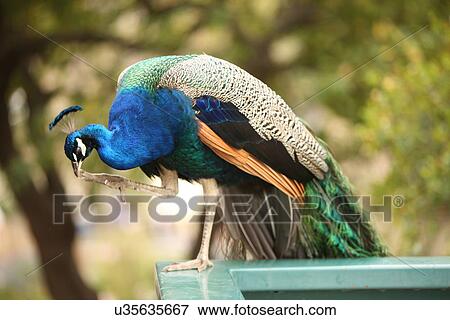 Peacock View Large Photo Image Stock Photo - Peacock . Fotosearch
