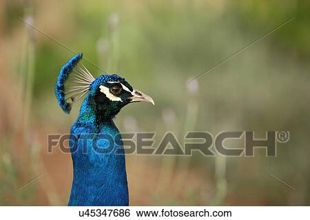 Stock Photograph - Peacock. Fotosearch