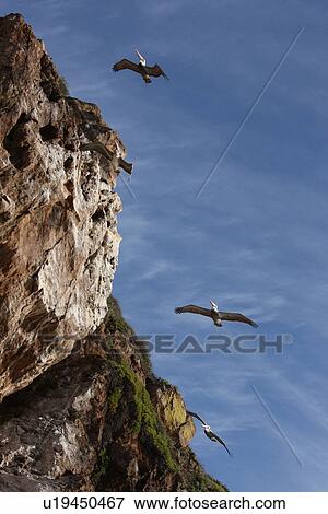 Stock Photo - Pelicans flying by a cliff . Fotosearch