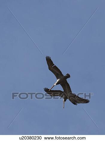 Stock Image - Pelicans. Fotosearch