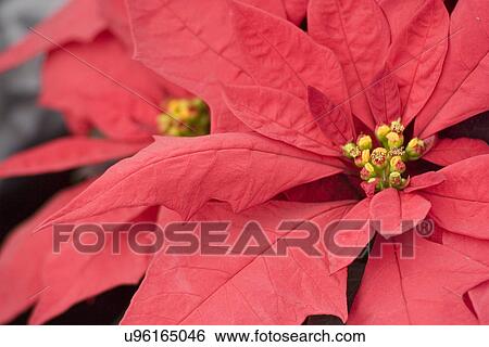 Poinsettia View Large Photo Image Stock Photograph - Poinsettia . Fotosearch