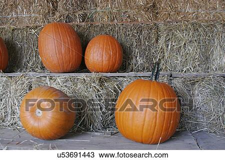 Stock Image - Pumpkins and straw . Fotosearch