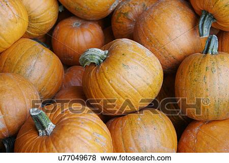 Stock Photo - Pumpkins . Fotosearch