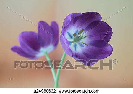 Purple flowers View Large Photo Image Stock Image - Purple flowers. Fotosearch