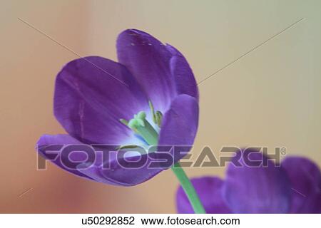 Purple flowers View Large Photo Image Stock Image - Purple flowers. Fotosearch