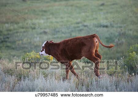 Stock Photography - Running calf . Fotosearch