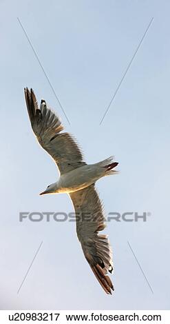 Seagull View Large Photo Image Stock Photo - Seagull . Fotosearch