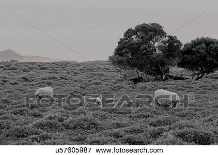 Stock Photo - Sheep . Fotosearch