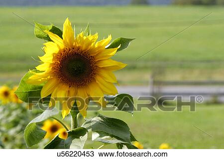 Sunflower View Large Photo Image Stock Image - Sunflower. Fotosearch