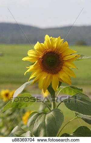 Picture - Sunflowers . Fotosearch