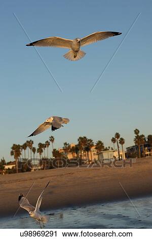 Stock Image - Three seagulls . Fotosearch