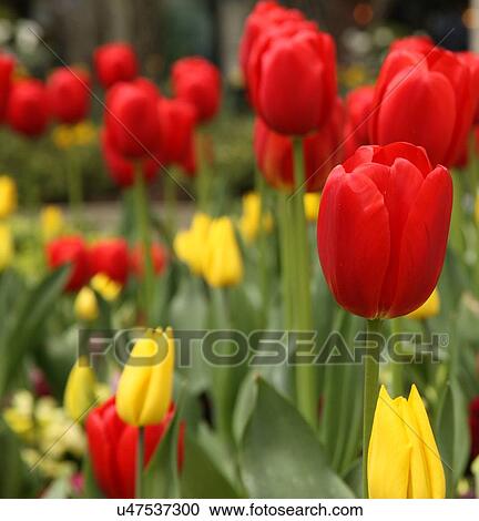 Tulips View Large Photo Image Stock Image - Tulips . Fotosearch