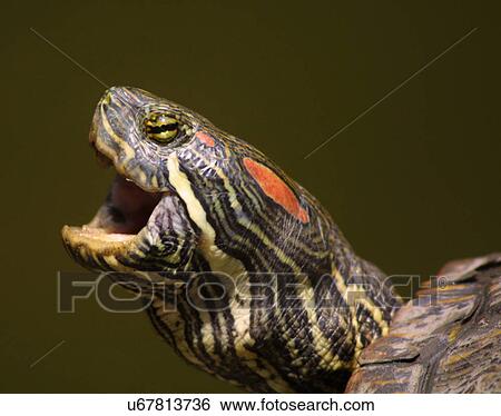 Turtle View Large Photo Image Stock Photograph - Turtle. Fotosearch