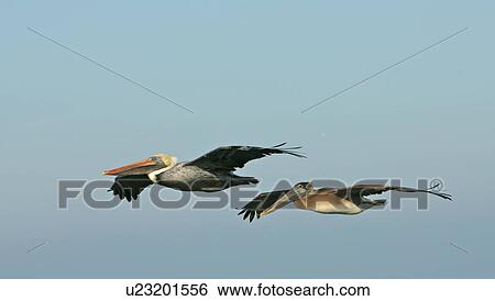 Two birds in flight View Large Photo Image Stock Photograph - Two birds in flight. Fotosearch