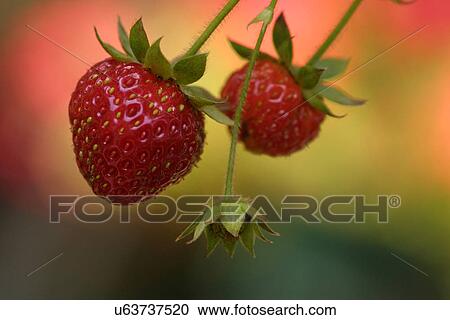 Stock Image - Two strawberries with stems. Fotosearch