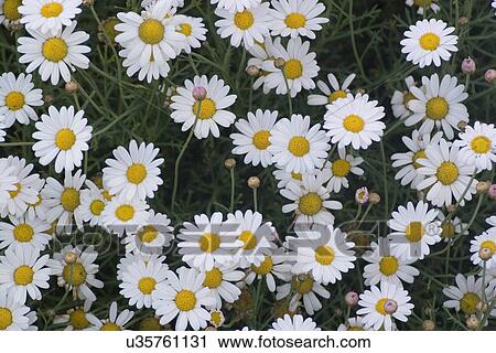 Stock Image - Wild daises . Fotosearch
