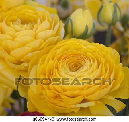 Stock Image - Yellow flowers and blooms . Fotosearch