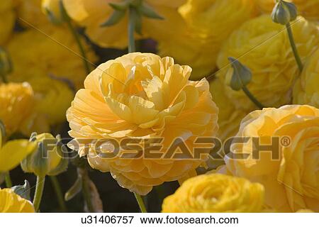 Stock Photo - Yellow flowers . Fotosearch