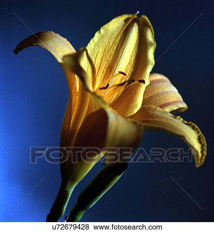 Stock Photo - Yellow lily . Fotosearch
