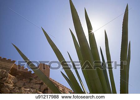 Stock Photo - Agave plant. Fotosearch
