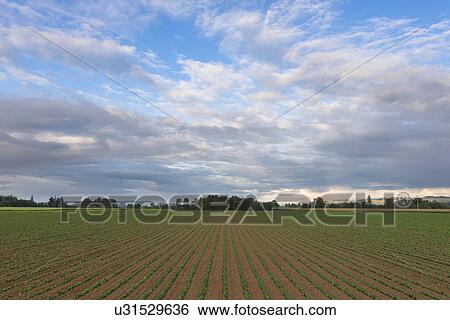 Stock Photograph - Bean field against cloudy sky. Fotosearch