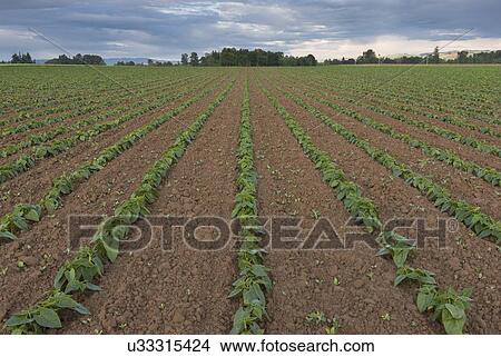 Picture - Bean field in diminishing perspective. Fotosearch