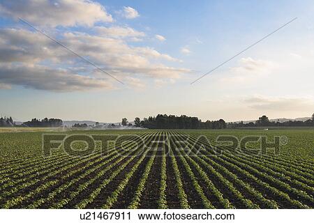 Stock Image - Bean filed. Fotosearch