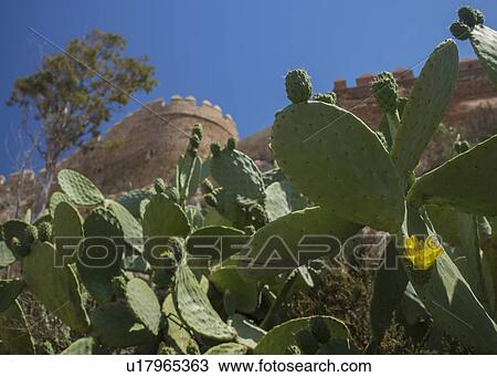 Cacti against fortified wall View Large Photo Image Stock Image - Cacti against fortified wall. Fotosearch