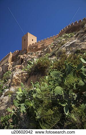 Cacti and fortified wall View Large Photo Image Stock Image - Cacti and fortified wall. Fotosearch