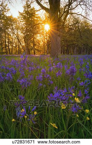 Camas in meadow View Large Photo Image Stock Image - Camas in meadow. Fotosearch