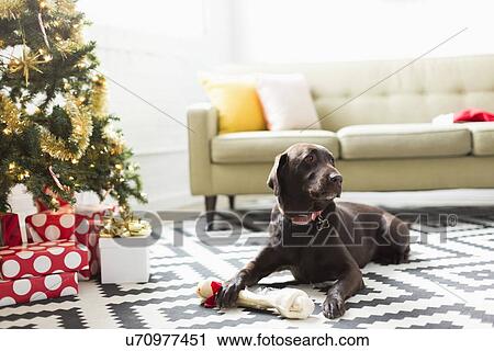 Chocolate Labrador lying on carpet next to Christmas tree View Large Photo Image Stock Image - Chocolate Labrador lying on carpet next to Christmas tree. Fotosearch