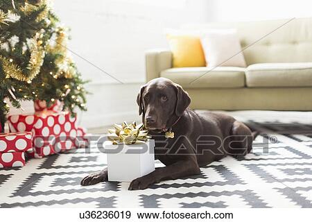 Chocolate Labrador lying on carpet next to Christmas tree View Large Photo Image Stock Photo - Chocolate Labrador lying on carpet next to Christmas tree. Fotosearch