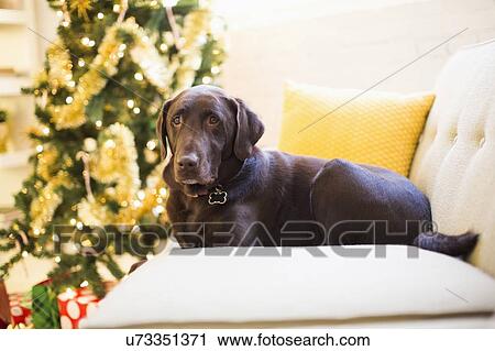 Stock Image - Chocolate Labrador relaxing on sofa at Christmas. Fotosearch