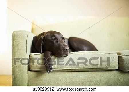 Stock Image - Chocolate Labrador resting on sofa. Fotosearch