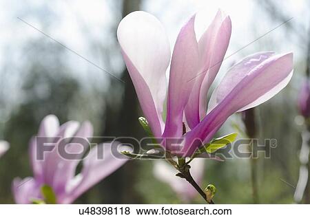 Stock Photo - Close-up of blooming magnolia flower. Fotosearch